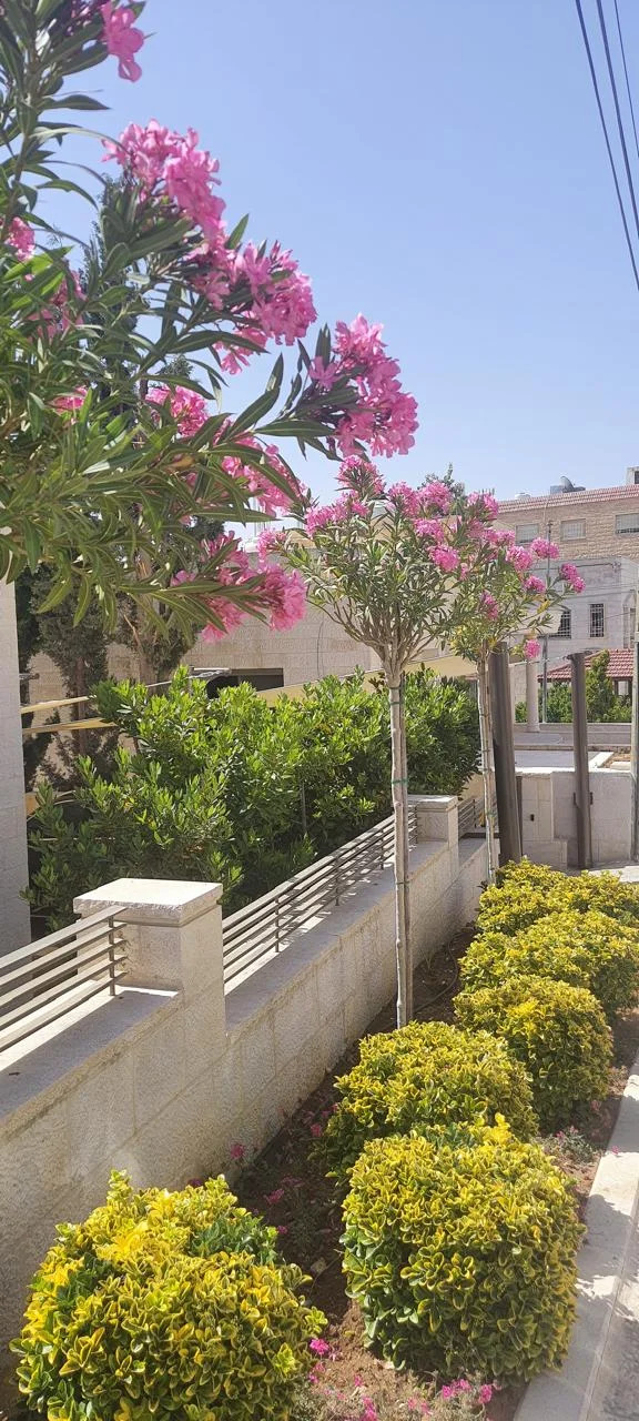 زراعة بجانب الممر